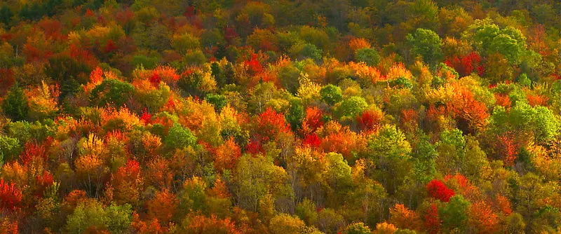 彩色的树林俯视