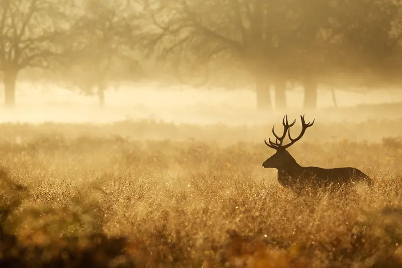 雾气缭绕草丛中的红鹿