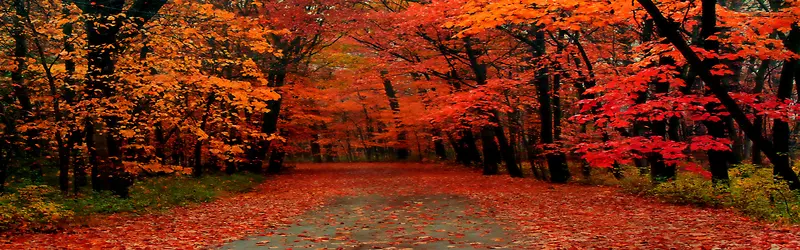 秋天红色枫叶背景