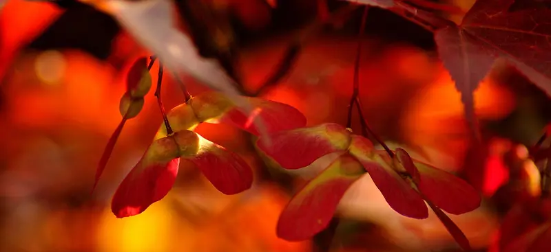 摄影红色树叶树枝背景