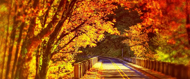 秋季公路透视风景背景