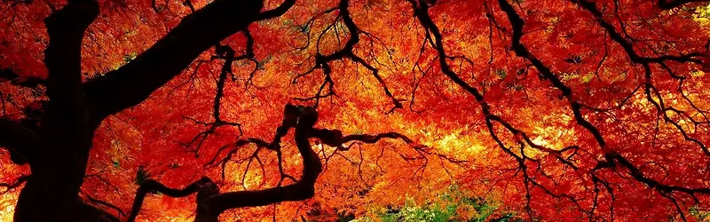 红色枫树背景