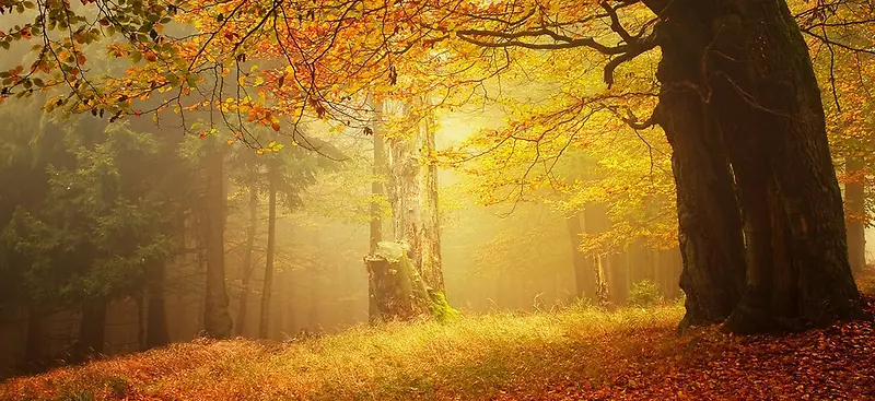 风景黄光树林红叶背景