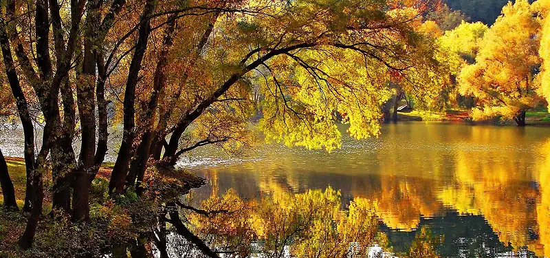 秋天金色树林背景