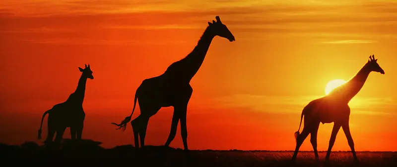 落日长颈鹿