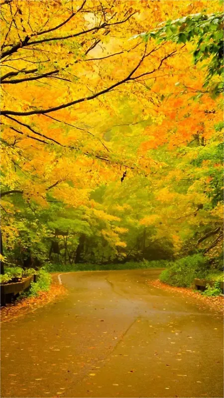 风景黄色树叶绿树道路H5背景素材