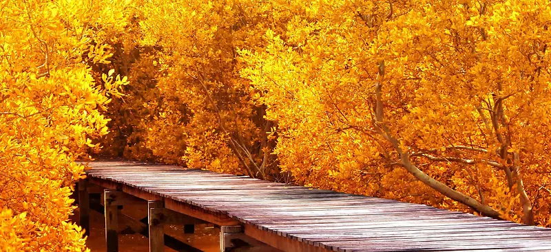 风景黄色树叶桥背景