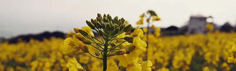 黄色油菜花美观背景