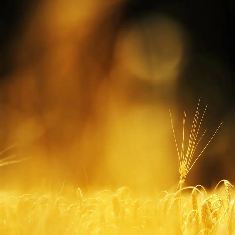 黄色秋季小麦背景