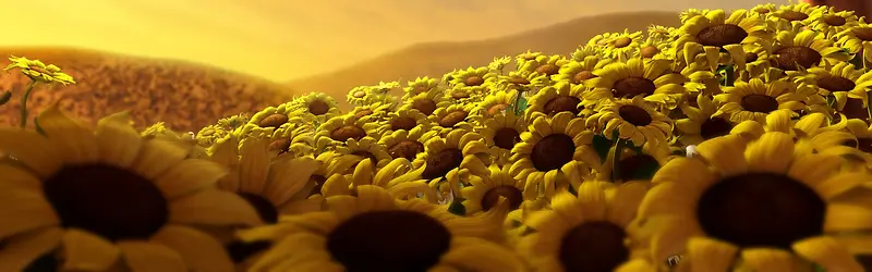 黄色向日葵背景