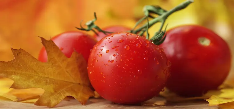 食品食物西红柿背景