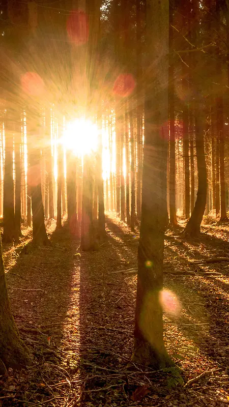 太阳光芒树林落叶H5背景素材