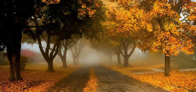 大树道路背景