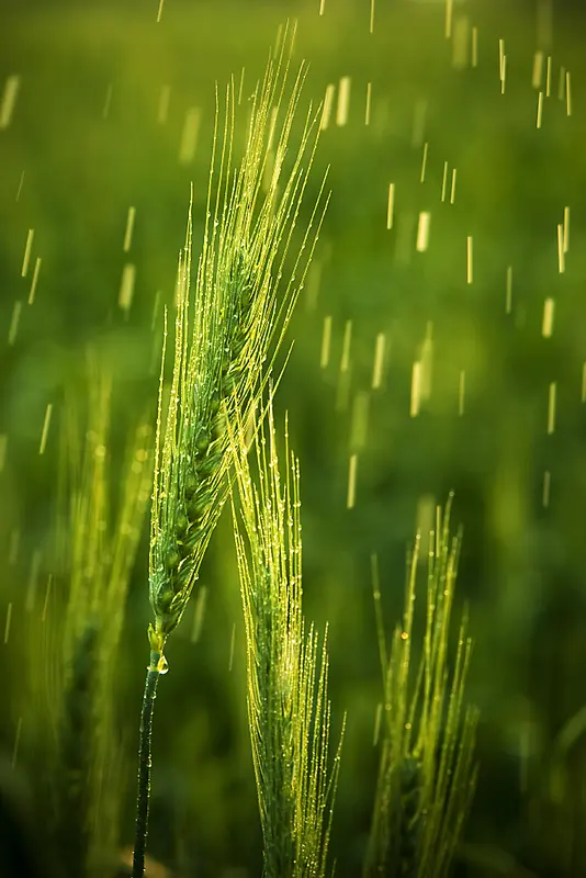 创意简约谷雨节气宣传海报