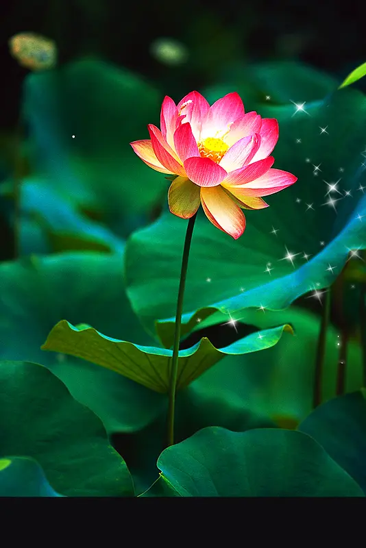 二十四节气大暑海报