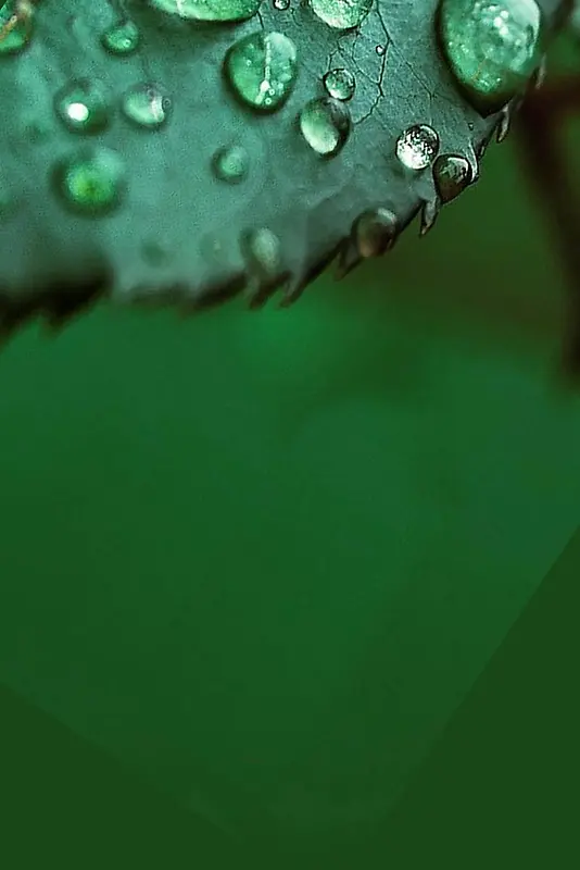 绿色简约白露节气海报
