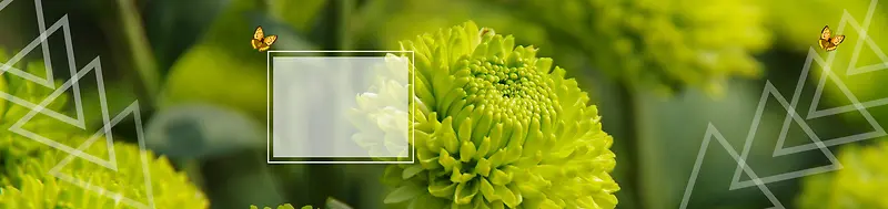 绿色雏菊海报