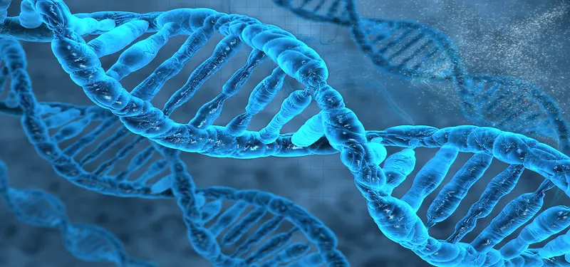 人体遗传DNA基因背景