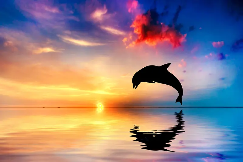 夕阳美景海豚跳跃企业宣传册背景