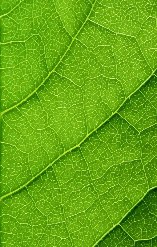 绿色叶子底纹背景高清图片