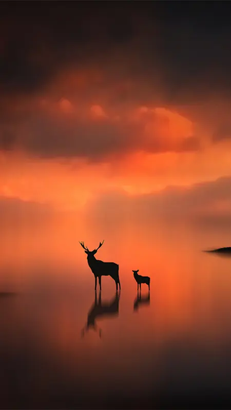 夕阳下鹿H5背景