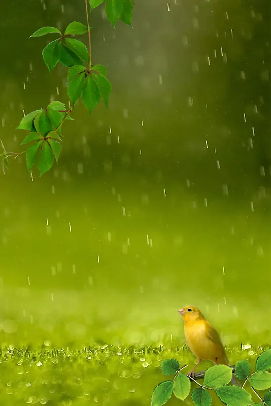 树叶小鸟清新清爽小雨广告背景