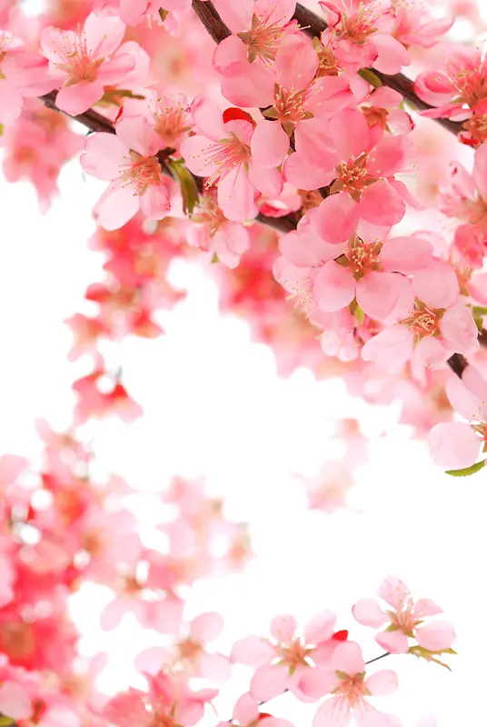 枝头上盛开的粉色桃花