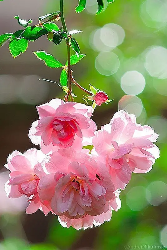 浪漫小清新红色玫瑰月季花朵背景