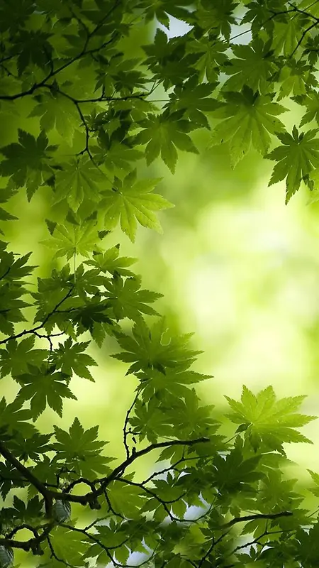 唯美绿色枫叶H5背景