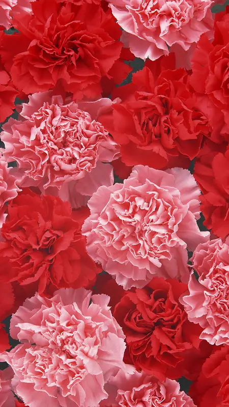 红色花朵花瓣平铺H5背景