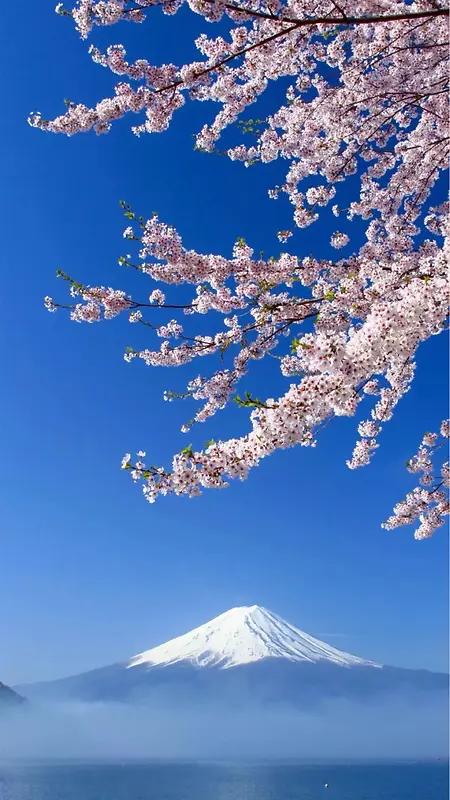 富士山樱花H5背景