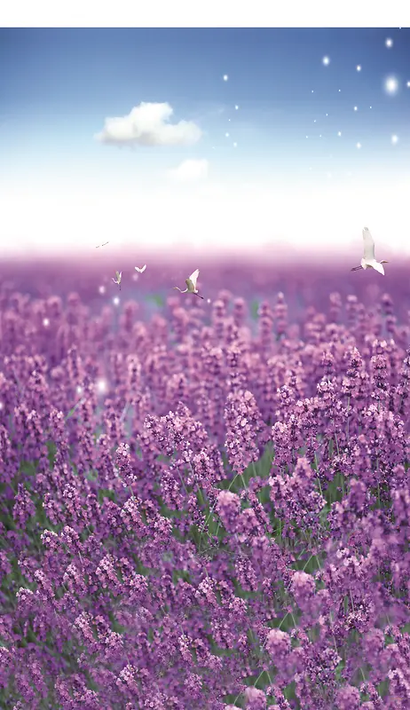紫色浪漫薰衣草背景素材