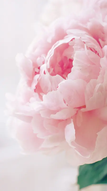 粉色开放的花朵H5背景素材