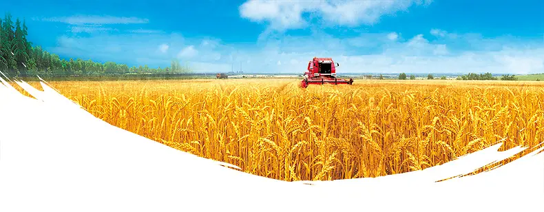 农产品麦田收获清新背景