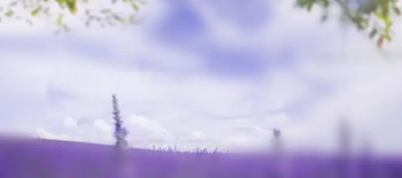 紫色浪漫熏衣草背景