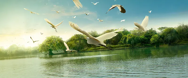 鸟湿地背景banner
