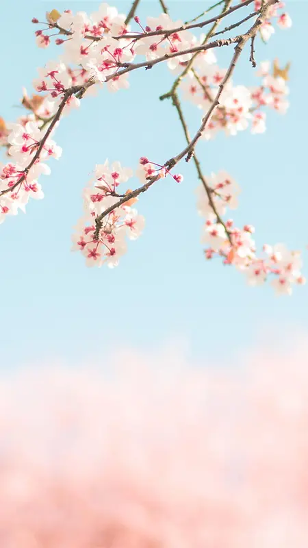 樱花花海粉红背景