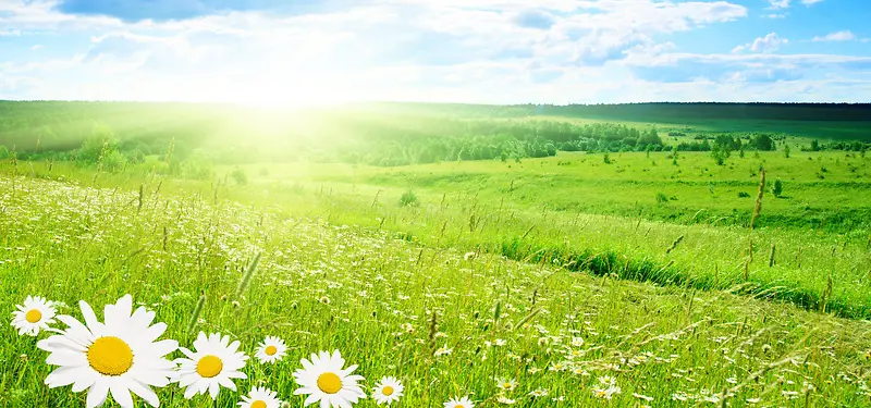 小清新野菊花地背景图