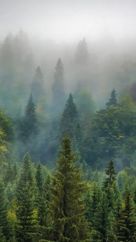 简约森林雾霾手机端H5背景