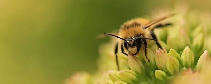 绿色花蕾蜜蜂背景