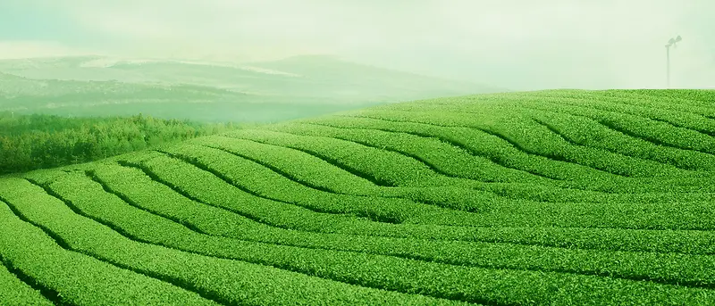 清新茶园背景素材茶叶背景