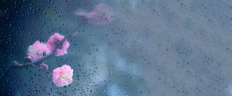 唯美雨中花