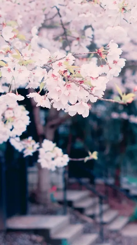 粉色樱花H5背景