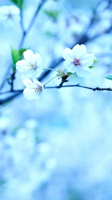 春天蓝色花朵手机端H5背景