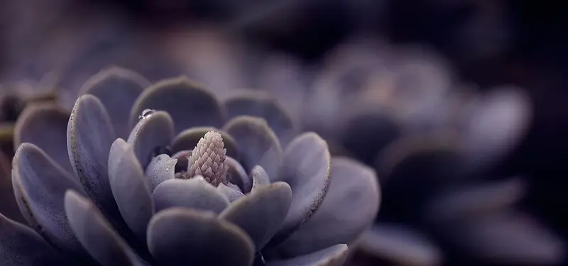 多肉植物淘宝banner