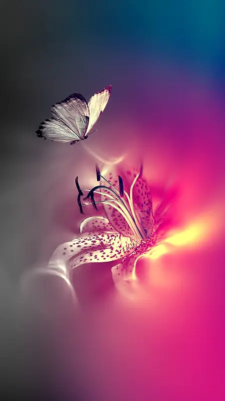 美丽的蝴蝶花朵照背景