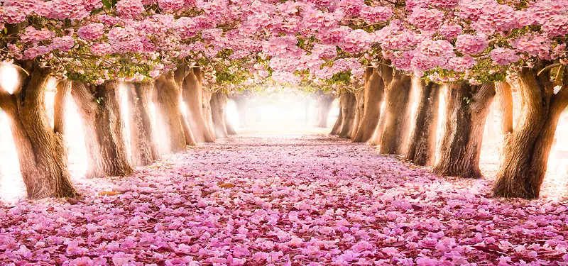 浪漫粉色樱花林背景