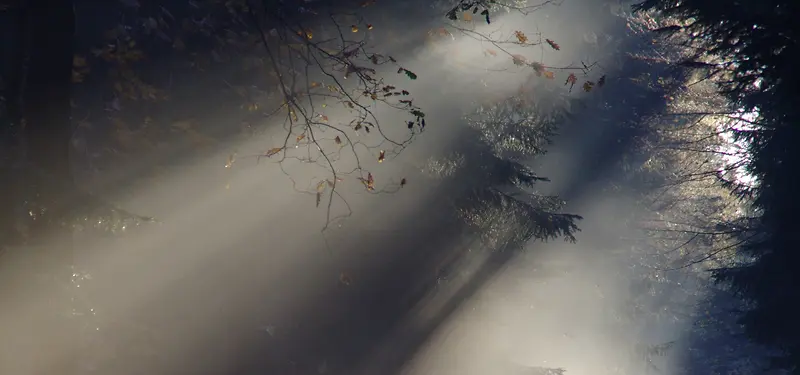 雾之森