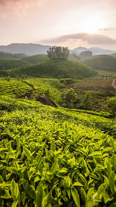 简约茶叶风景手机端H5背景