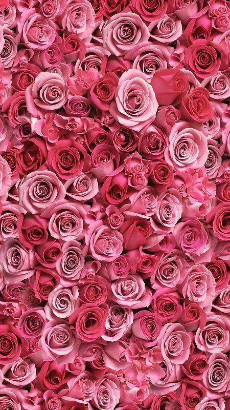 粉色玫瑰花唯美H5背景